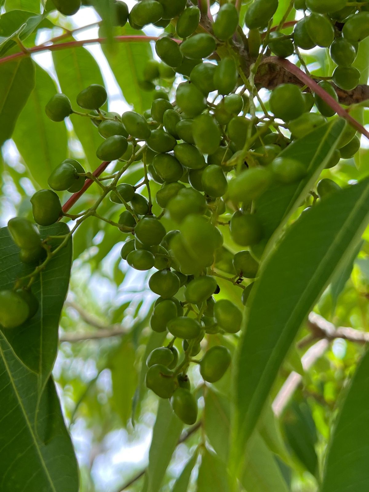 愛媛県内子町
木蝋資料館上芳我邸
●正面
●屋根裏
●風が通って涼しい部屋...