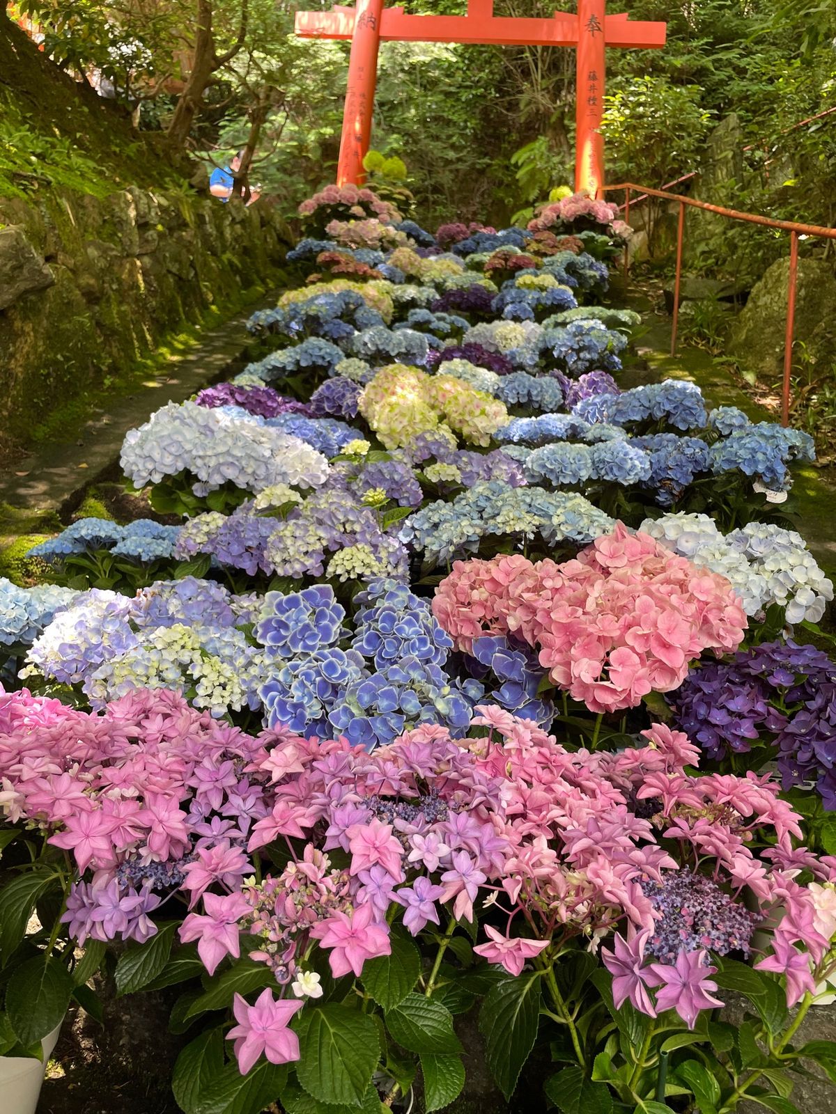 楊谷寺の紫陽花。