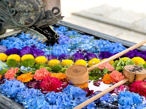 日本・京都府「2022年・京都紫陽花の旅」の写真：柳谷観音楊谷寺の花手水。どれも「映える」