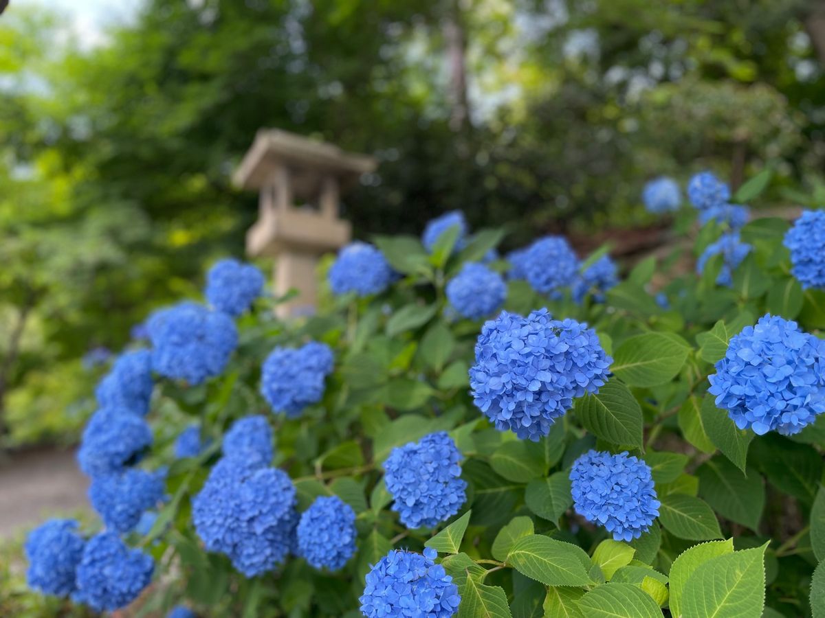 楊谷寺の紫陽花。
