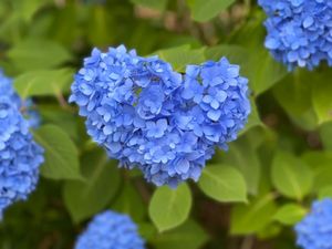 善峯寺の紫陽花苑。こちらも見頃を迎えていました。