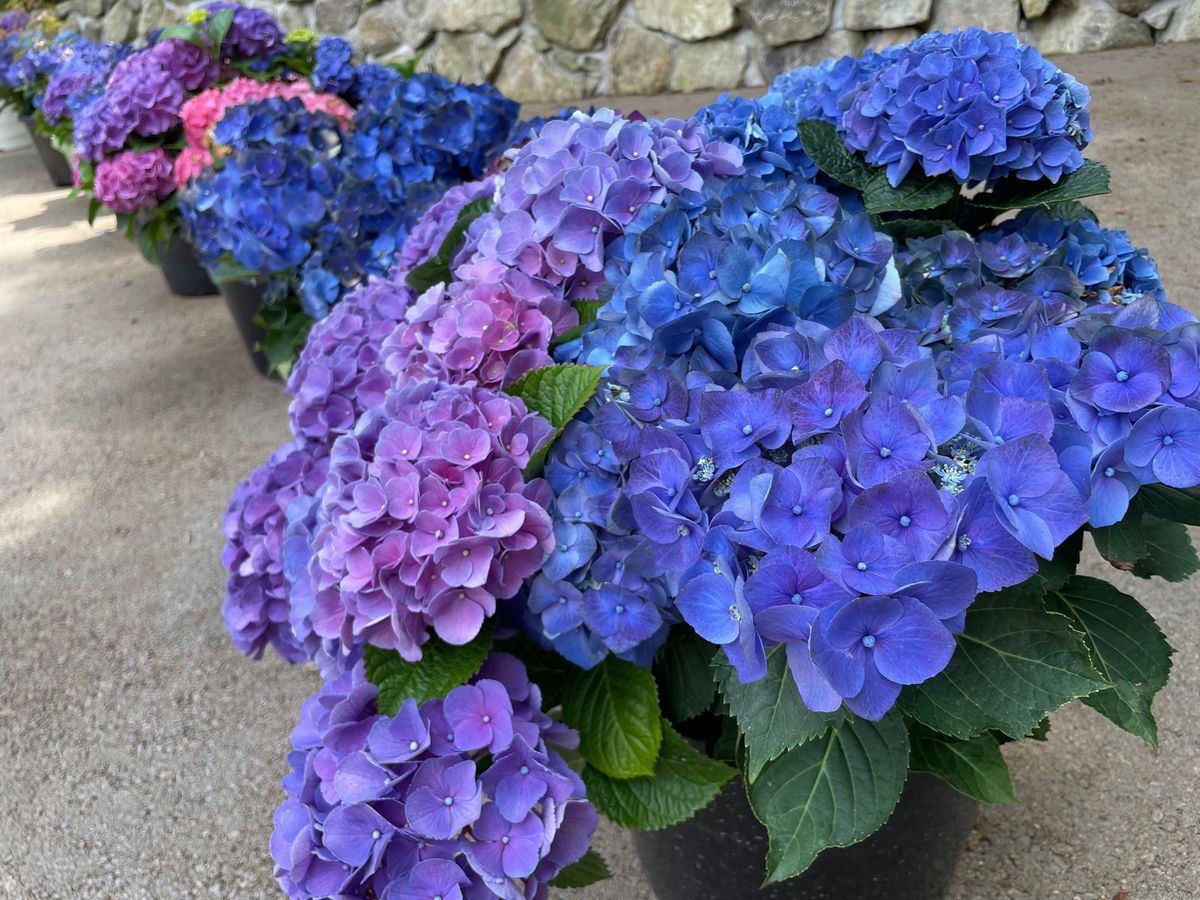 善峯寺の紫陽花苑。こちらも見頃を迎えていました。