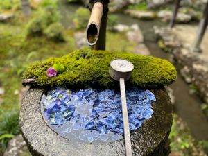 楊谷寺の紫陽花。