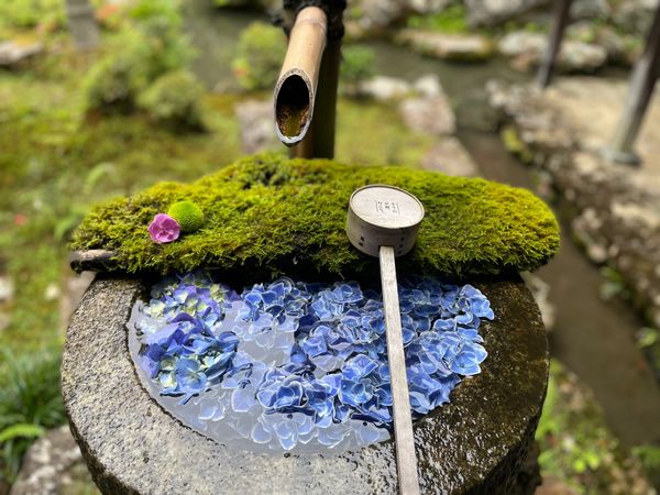 日本・京都府「2022年・京都紫陽花の旅」の写真：楊谷寺の紫陽花。