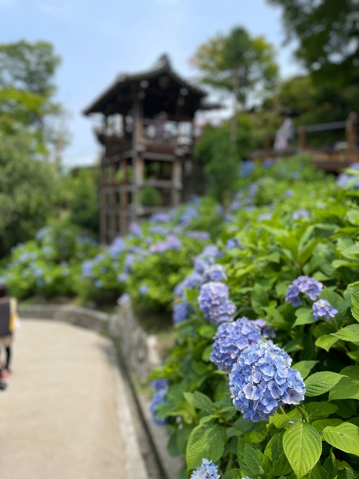 善峯寺の紫陽花苑。こちらも見頃を迎えていました。