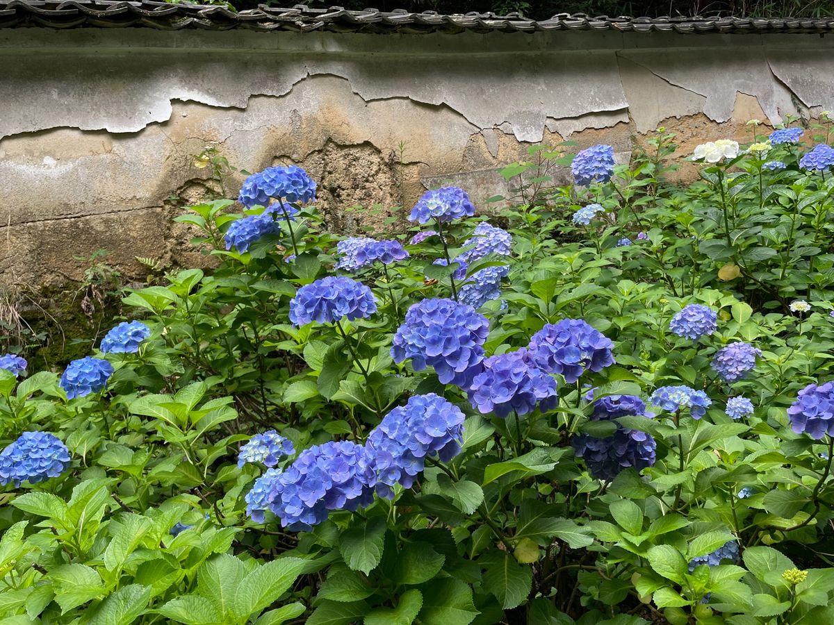 楊谷寺の紫陽花。
