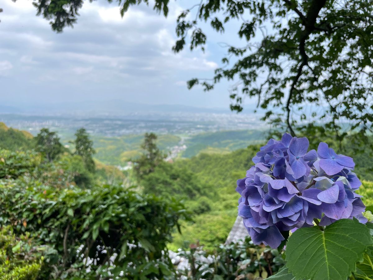 善峯寺の紫陽花苑。