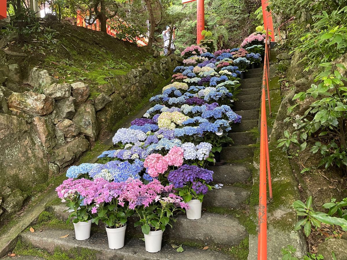 楊谷寺の紫陽花。