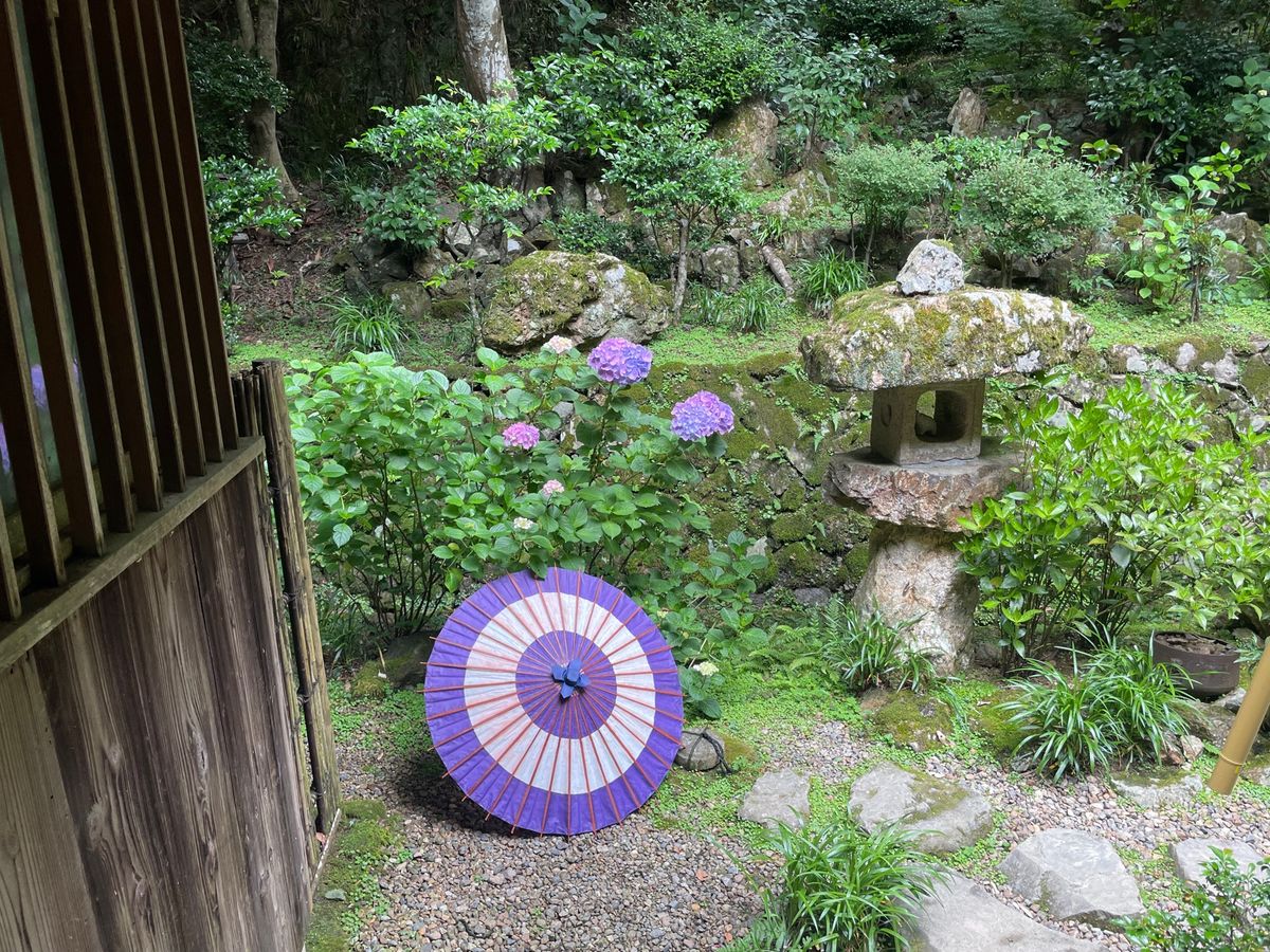 楊谷寺の紫陽花。