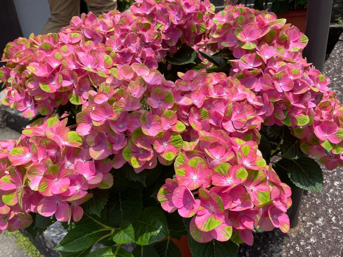 楊谷寺の紫陽花。
