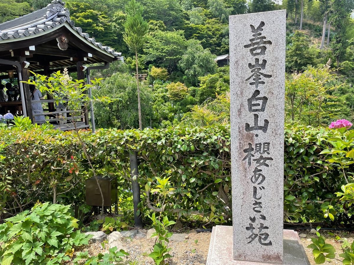善峯寺の紫陽花苑。