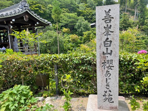 日本・京都府「2022年・京都紫陽花の旅」の写真：善峯寺の紫陽花苑。