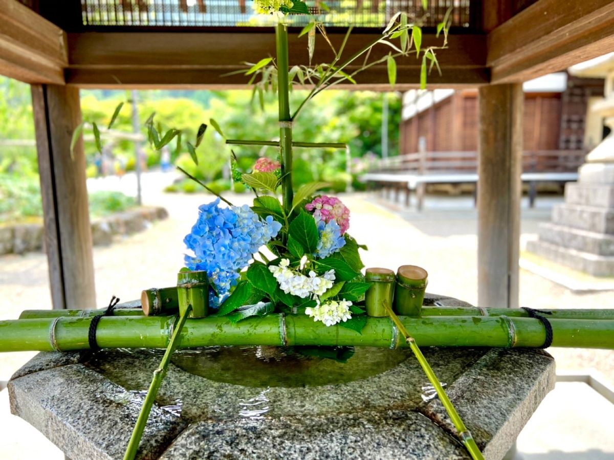 善峯寺の紫陽花苑。こちらも見頃を迎えていました。