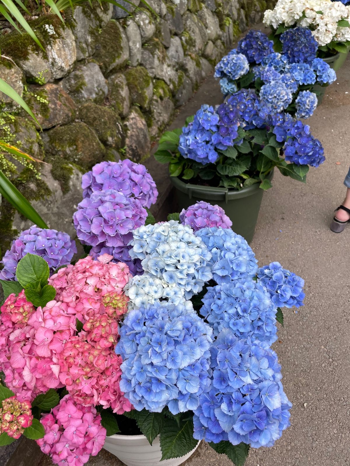 善峯寺の紫陽花苑。