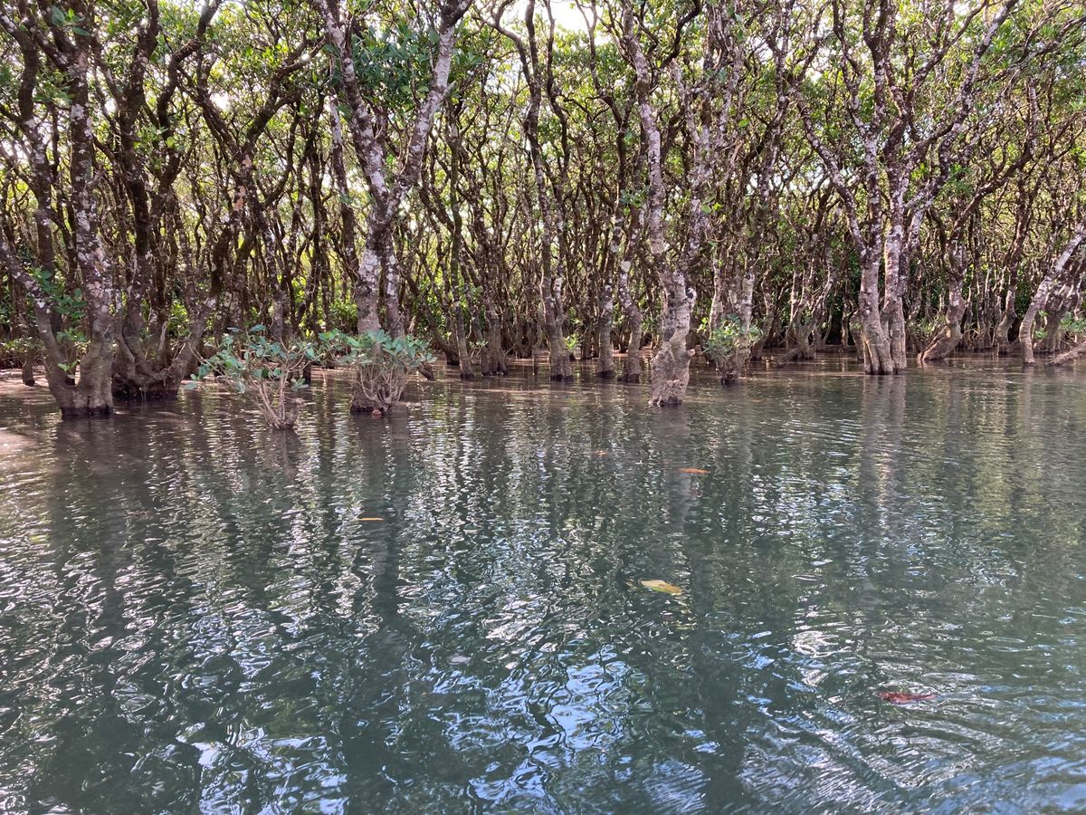 すべて花丸な旅でした。
鶏飯さいこー！！！