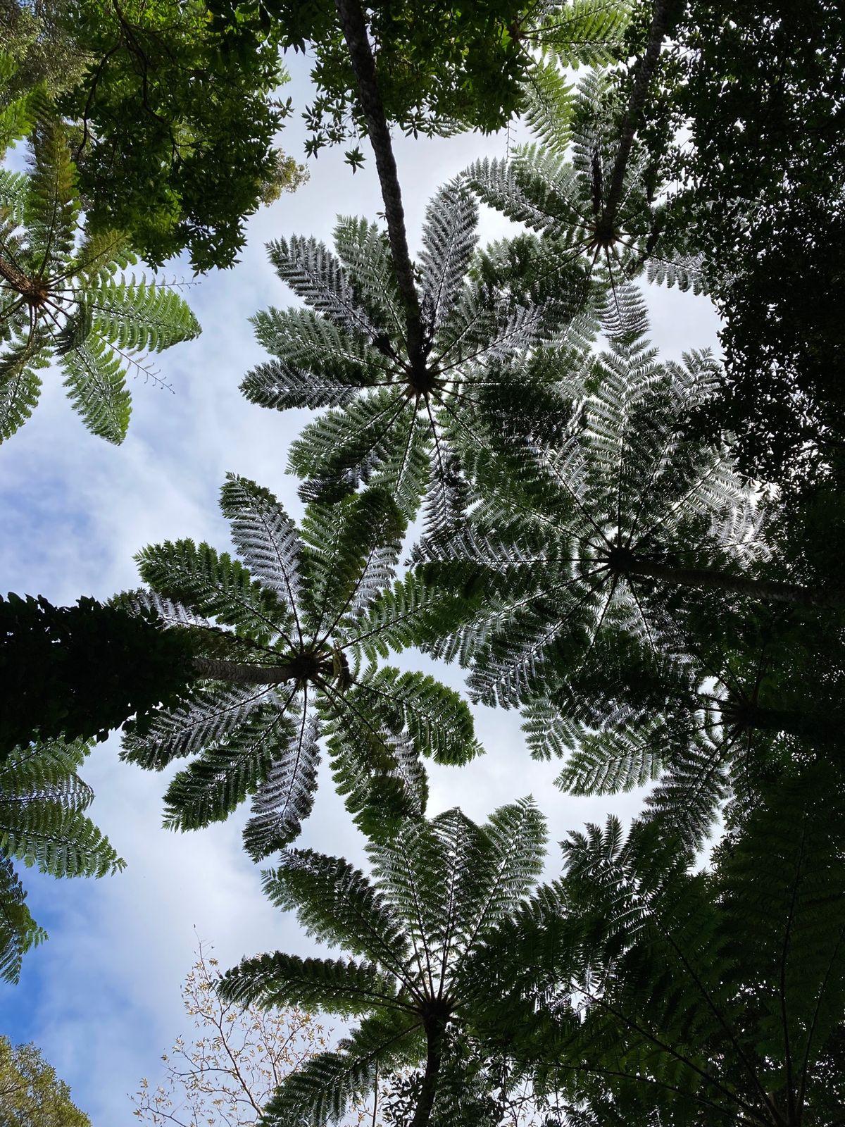 すべて花丸な旅でした。
鶏飯さいこー！！！