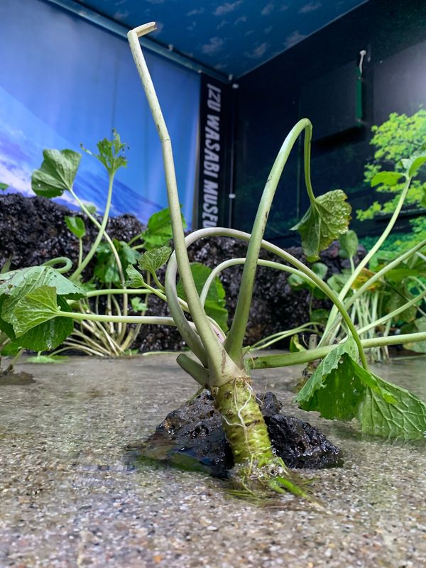 日本・静岡「静岡」の写真