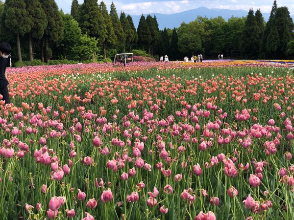 日本・大分県「くじゅう花公園」の写真