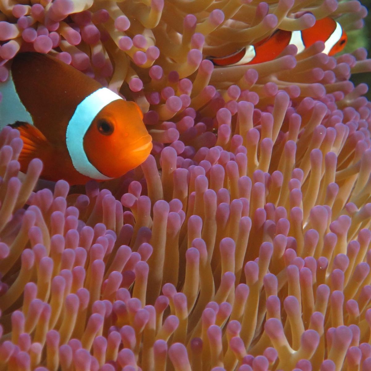 1)ほぼ8割できあがってました！
2)カクレクマノミに光を当てるとこんなキ...