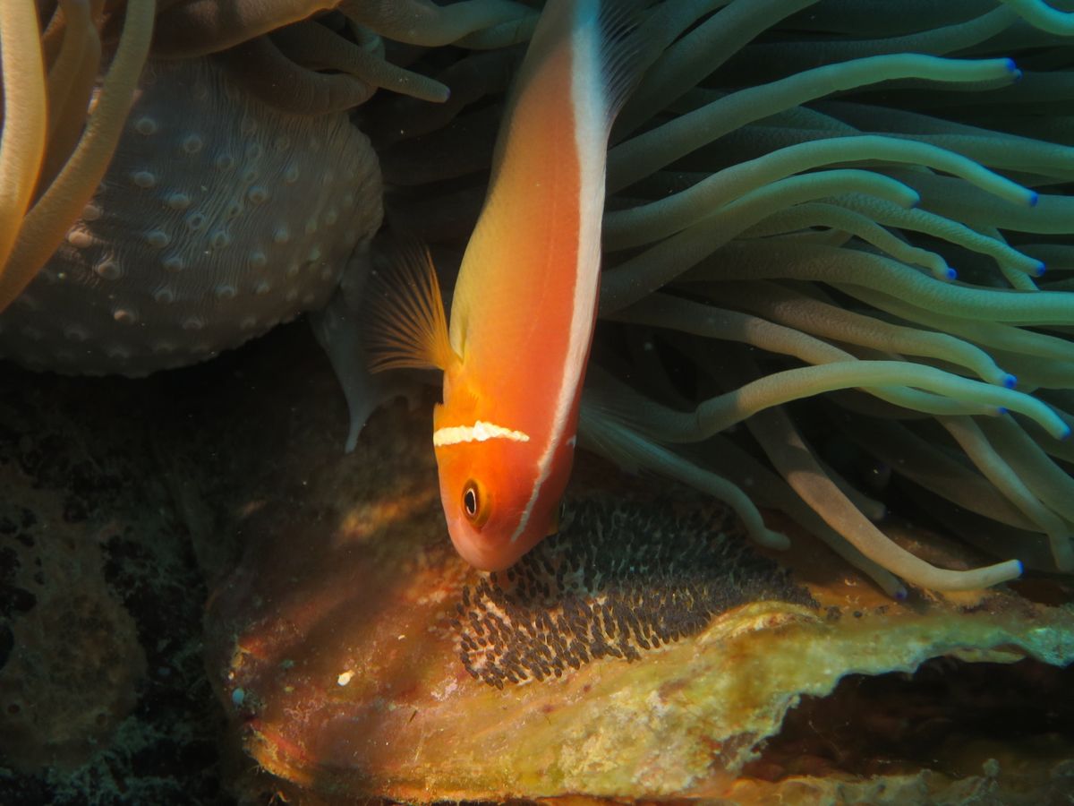 1)ほぼ8割できあがってました！
2)カクレクマノミに光を当てるとこんなキ...