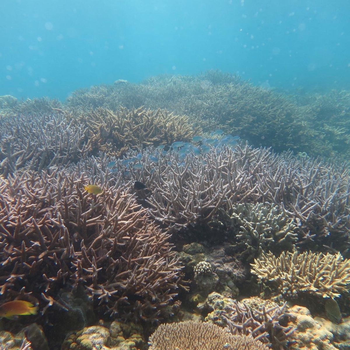 1)ほぼ8割できあがってました！
2)カクレクマノミに光を当てるとこんなキ...