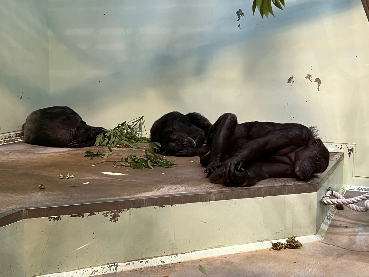 チンパンちゃんの表情説明面白い

しかしさすがに暑そうやな〜💦💦