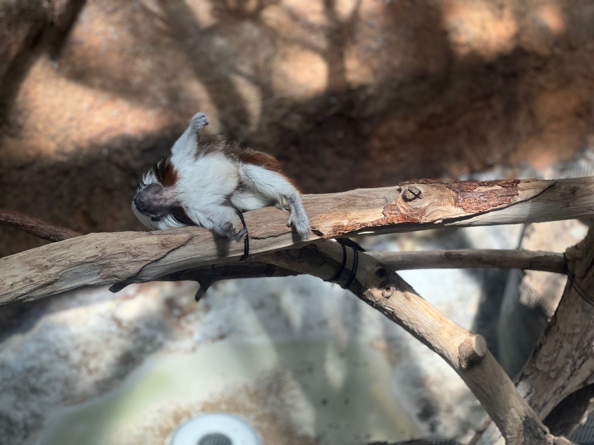 結構近くまで寄ってきてくれて可愛かった❤️