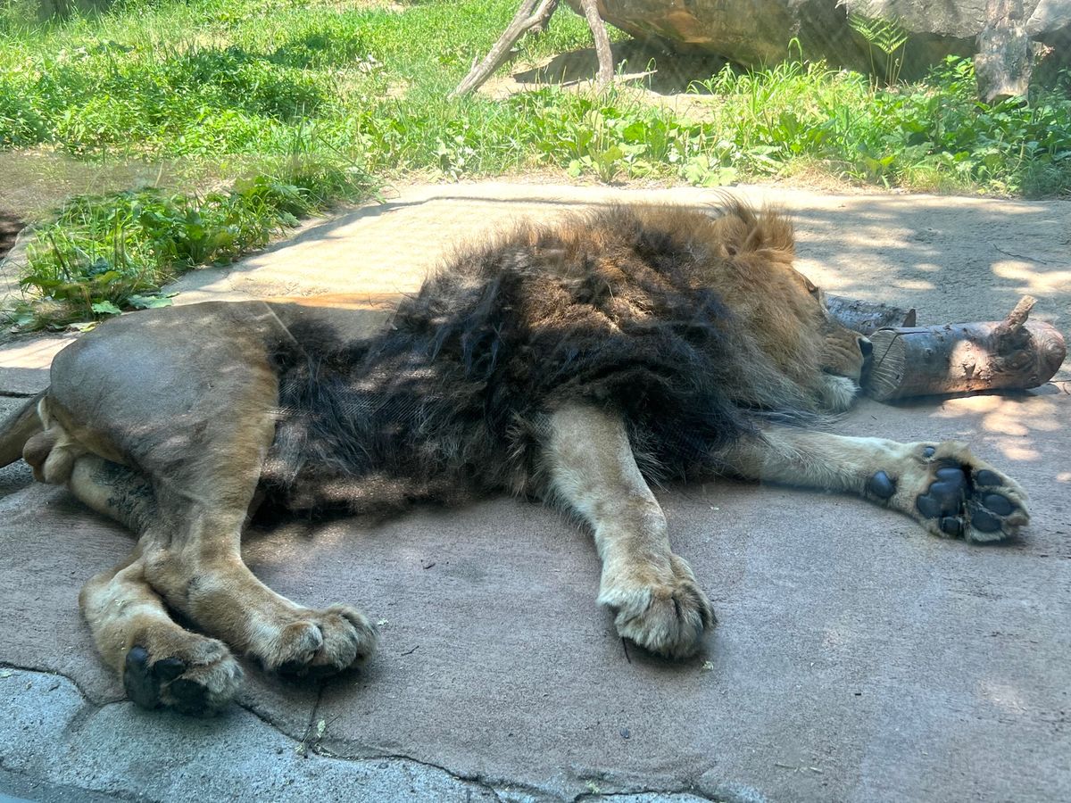 暑すぎて爆睡してた🦁