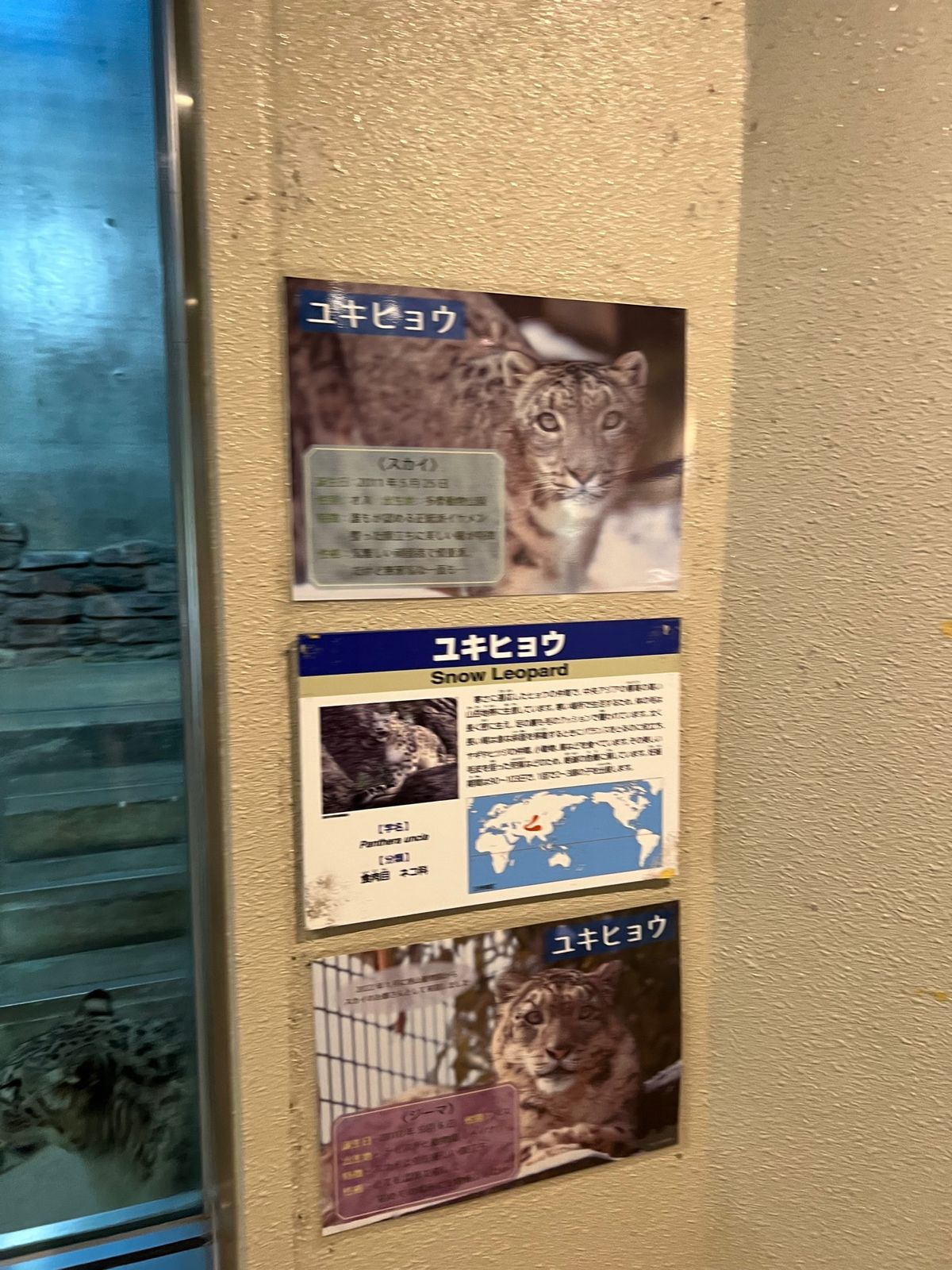 ユキヒョウちゃん

大きな猫ちゃんみたいに見える