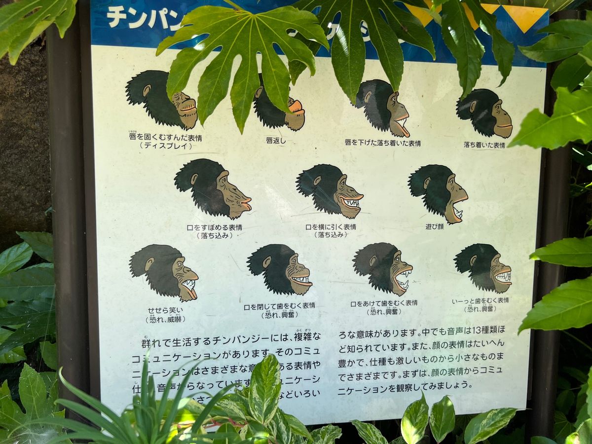 チンパンちゃんの表情説明面白い

しかしさすがに暑そうやな〜💦💦