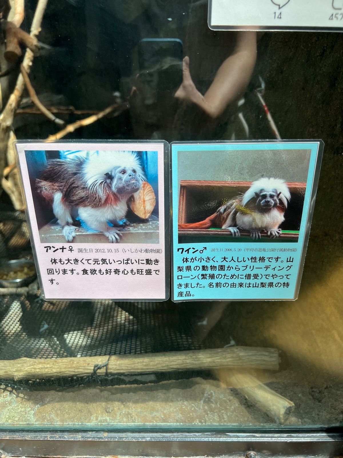 結構近くまで寄ってきてくれて可愛かった❤️