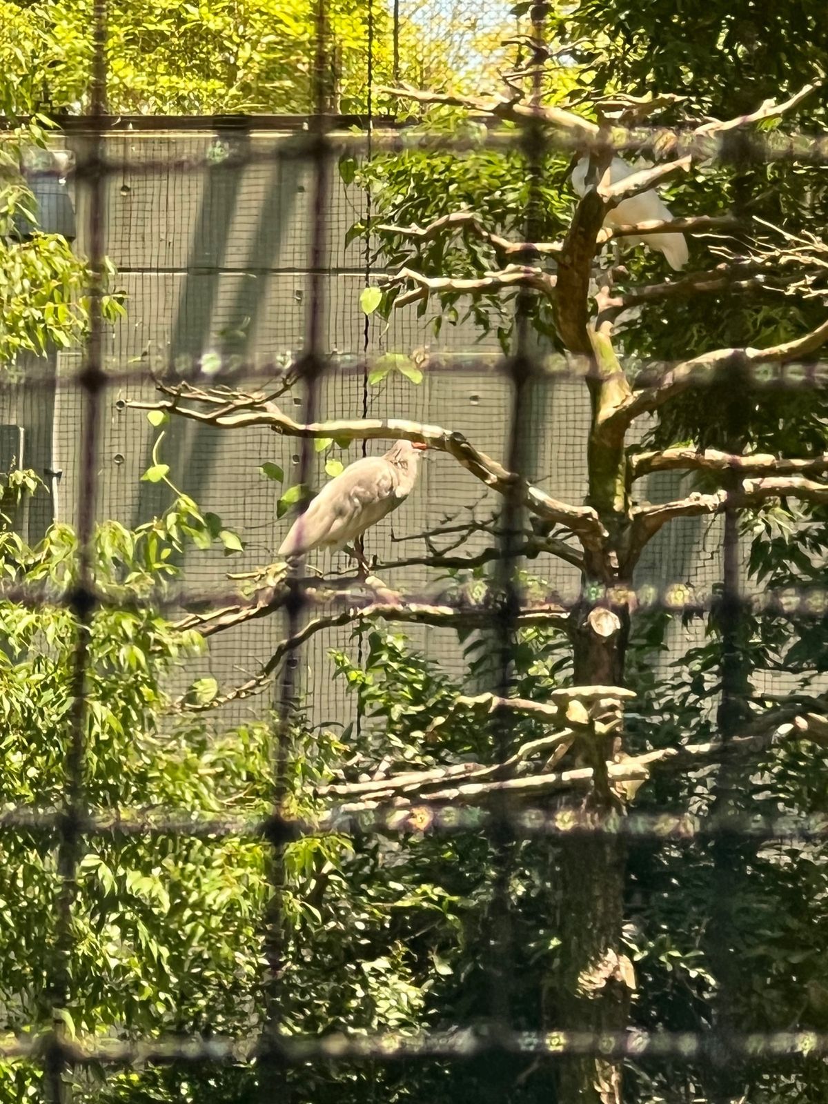 遠すぎてどこにいるのか一羽しか見つけられなかった💦
写真もiPhoneだと...