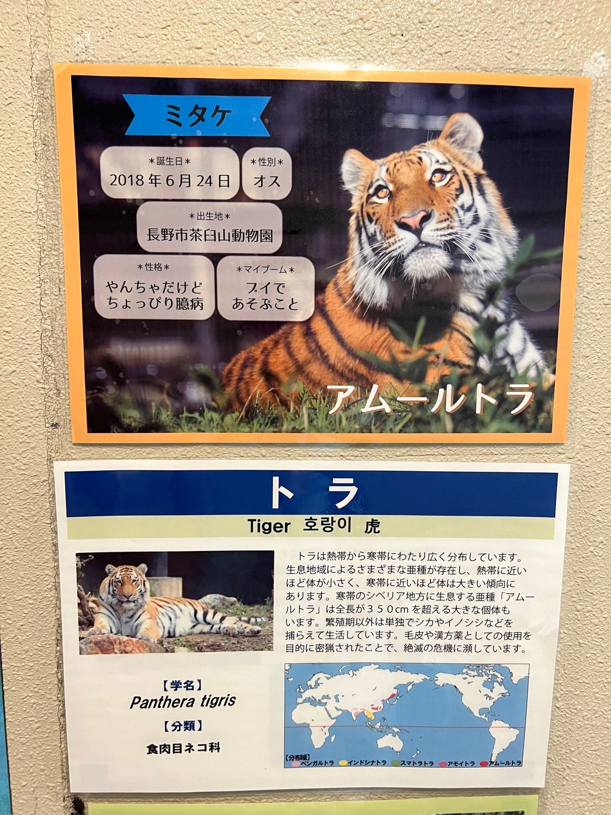 🐅ちゃん

いしかわ動物園、室内のスペースが激狭で動物達にストレスかかって...
