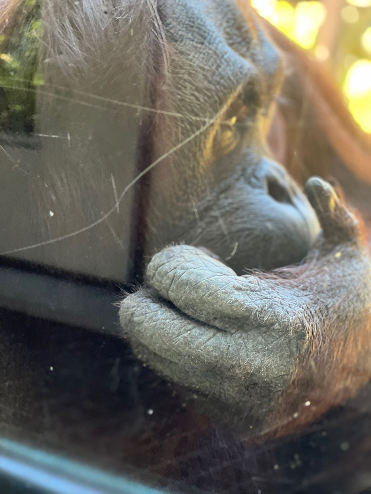 遠くの木陰で寝てたのに
こちらに気づくとわざわざ近づいて来てくれるドーネ
...