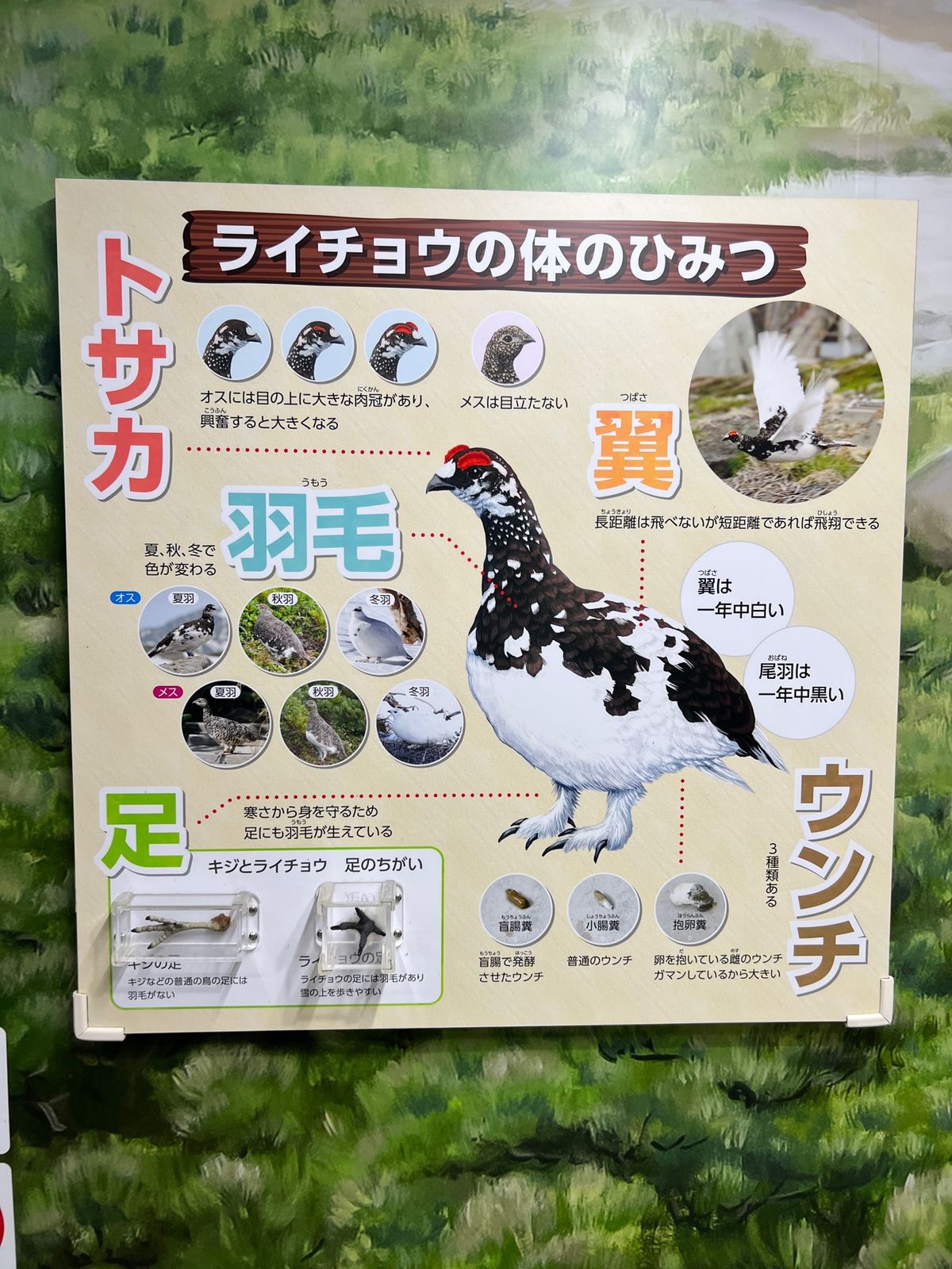 ライチョウ！
💩の解説細かい😂