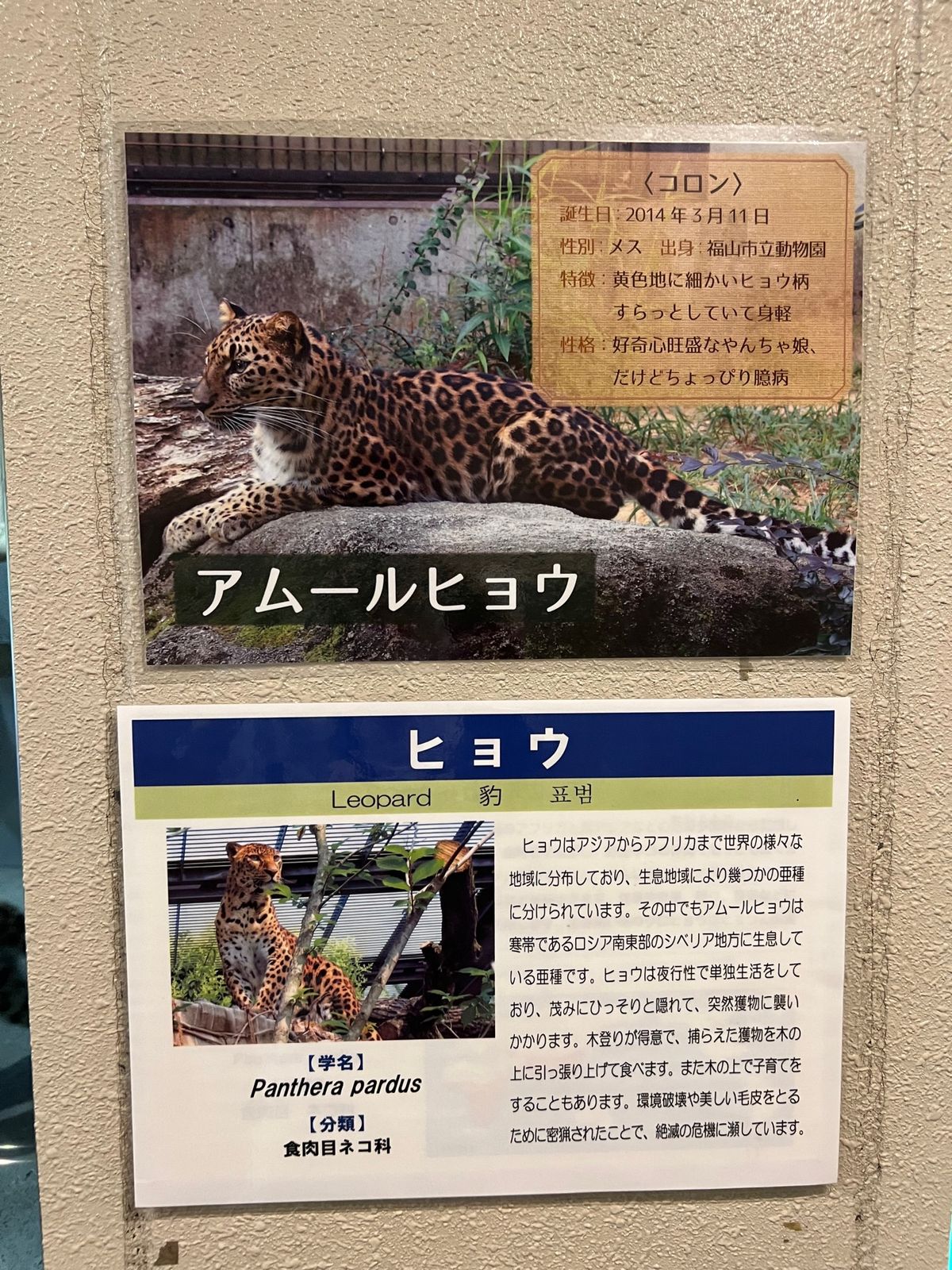 アムールヒョウちゃん