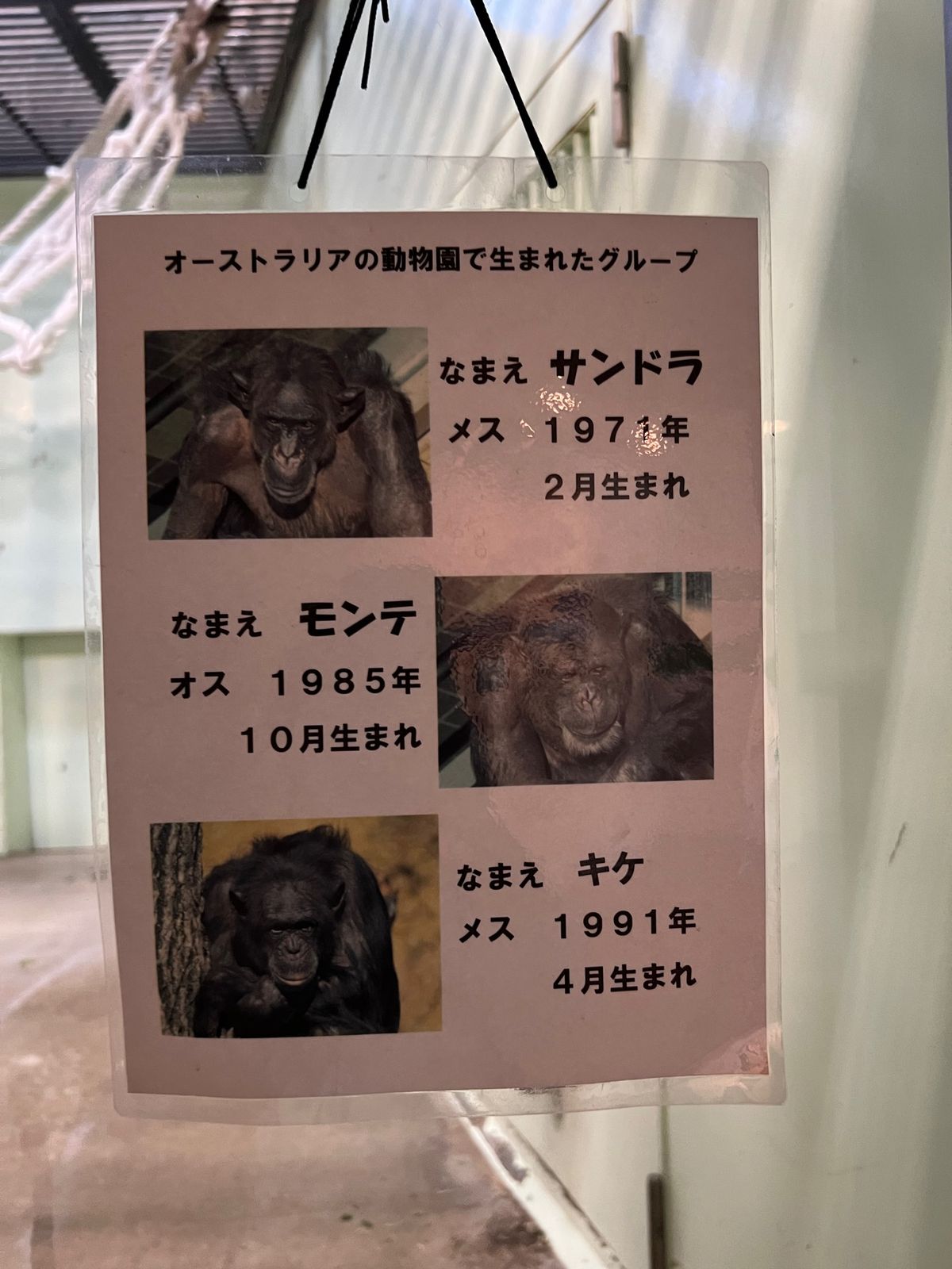 チンパンちゃんの表情説明面白い

しかしさすがに暑そうやな〜💦💦