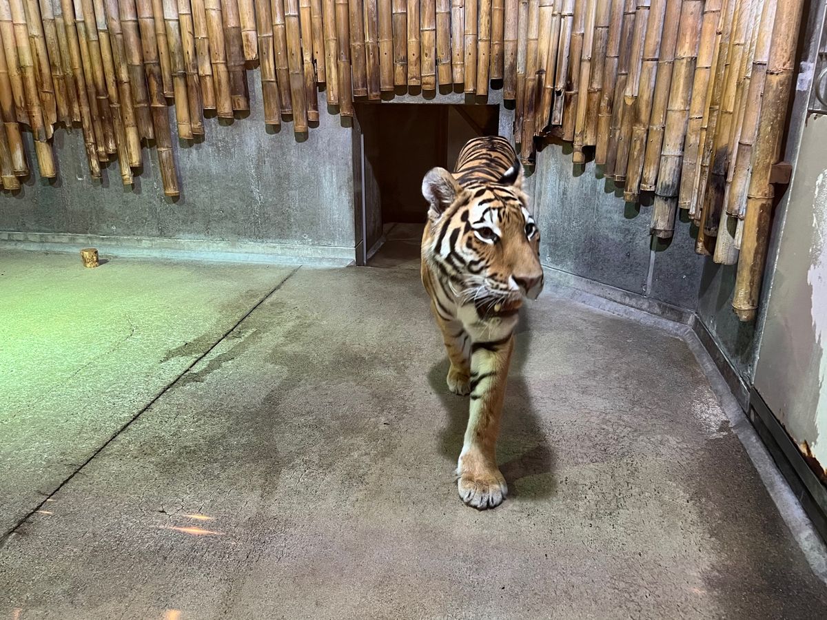 🐅ちゃん

いしかわ動物園、室内のスペースが激狭で動物達にストレスかかって...