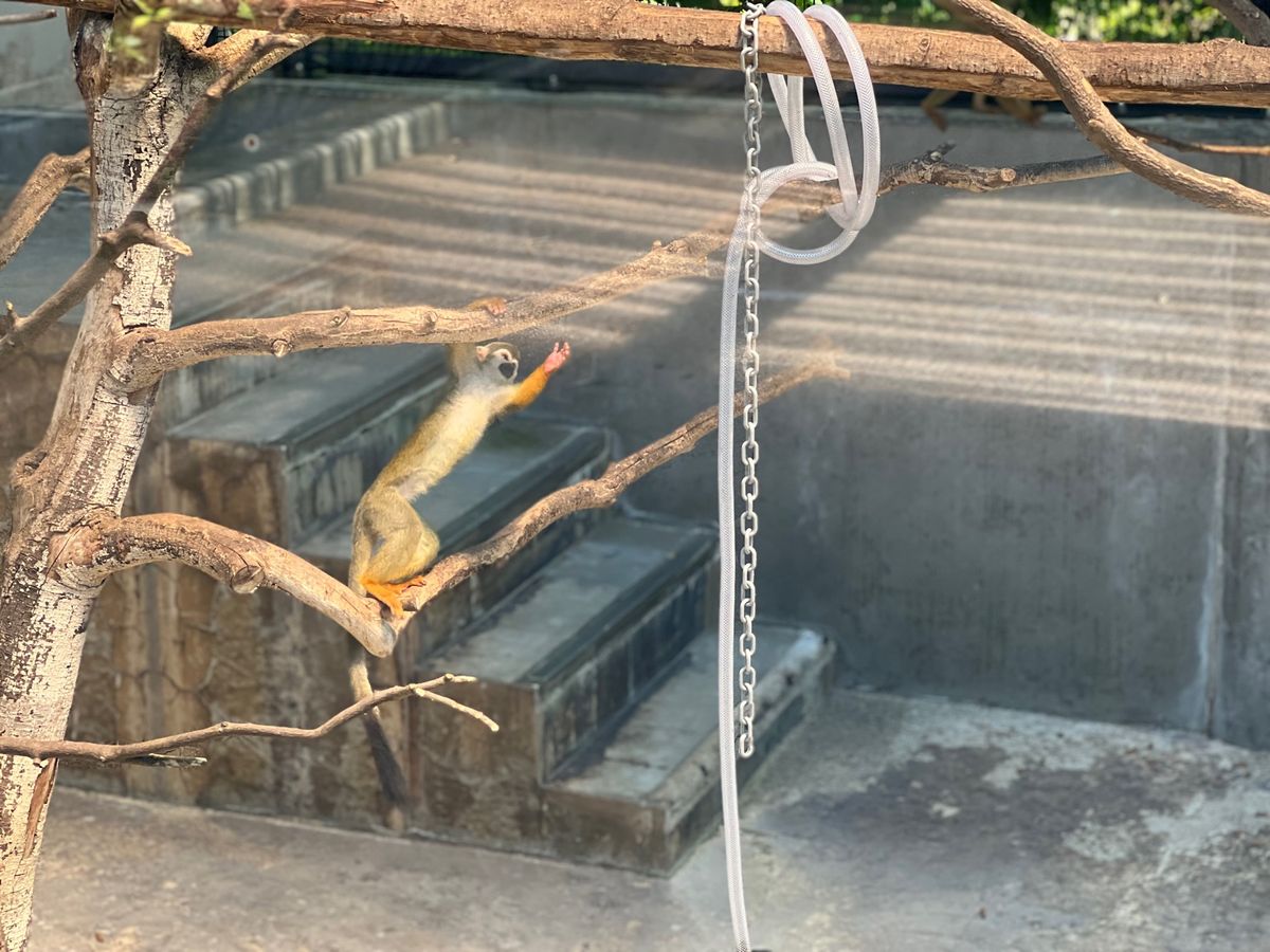 ガラスに反射するから
あんまり上手く🐒撮れない〜💦