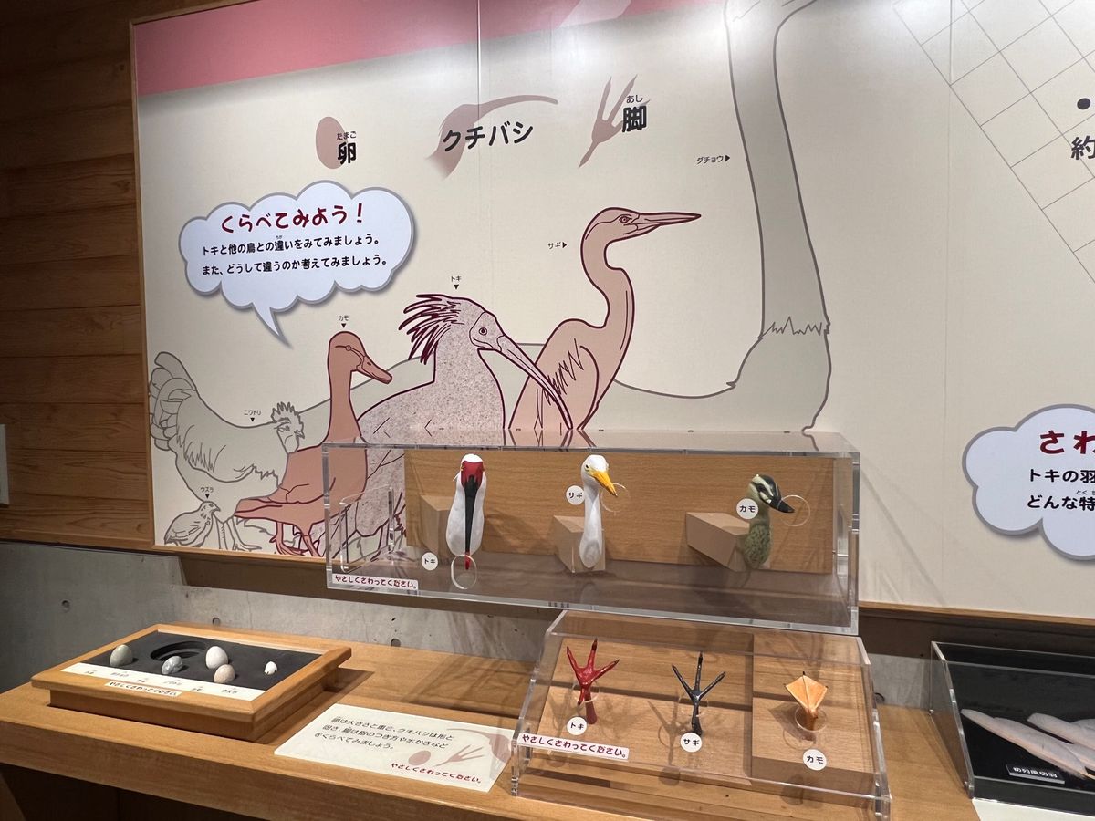 遠すぎてどこにいるのか一羽しか見つけられなかった💦
写真もiPhoneだと...