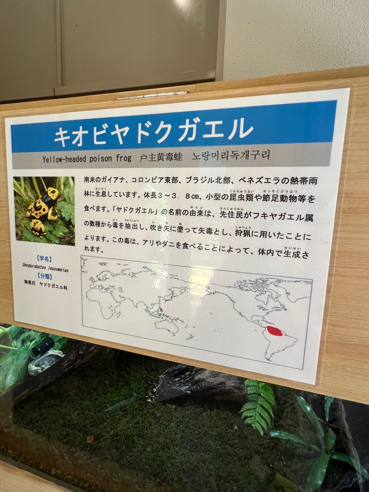 コスタリカ思い出す🐸