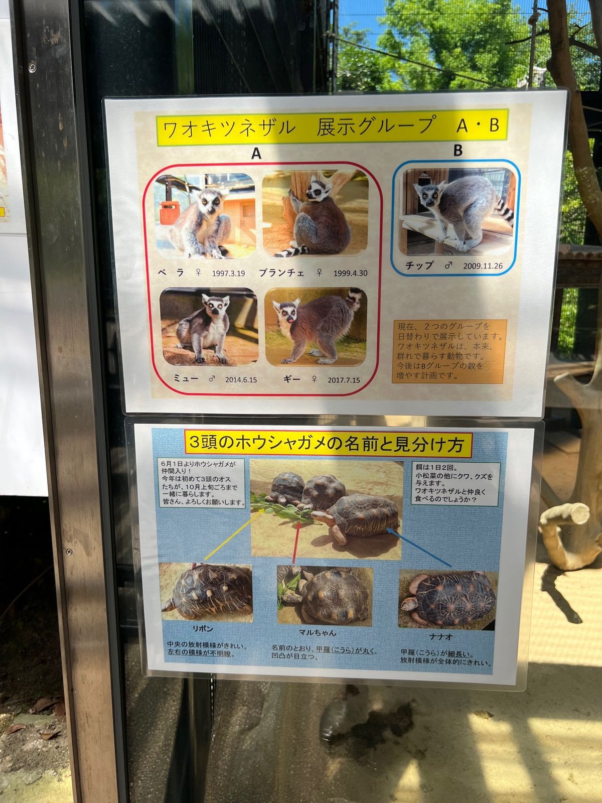 ガラスに反射するから
あんまり上手く🐒撮れない〜💦