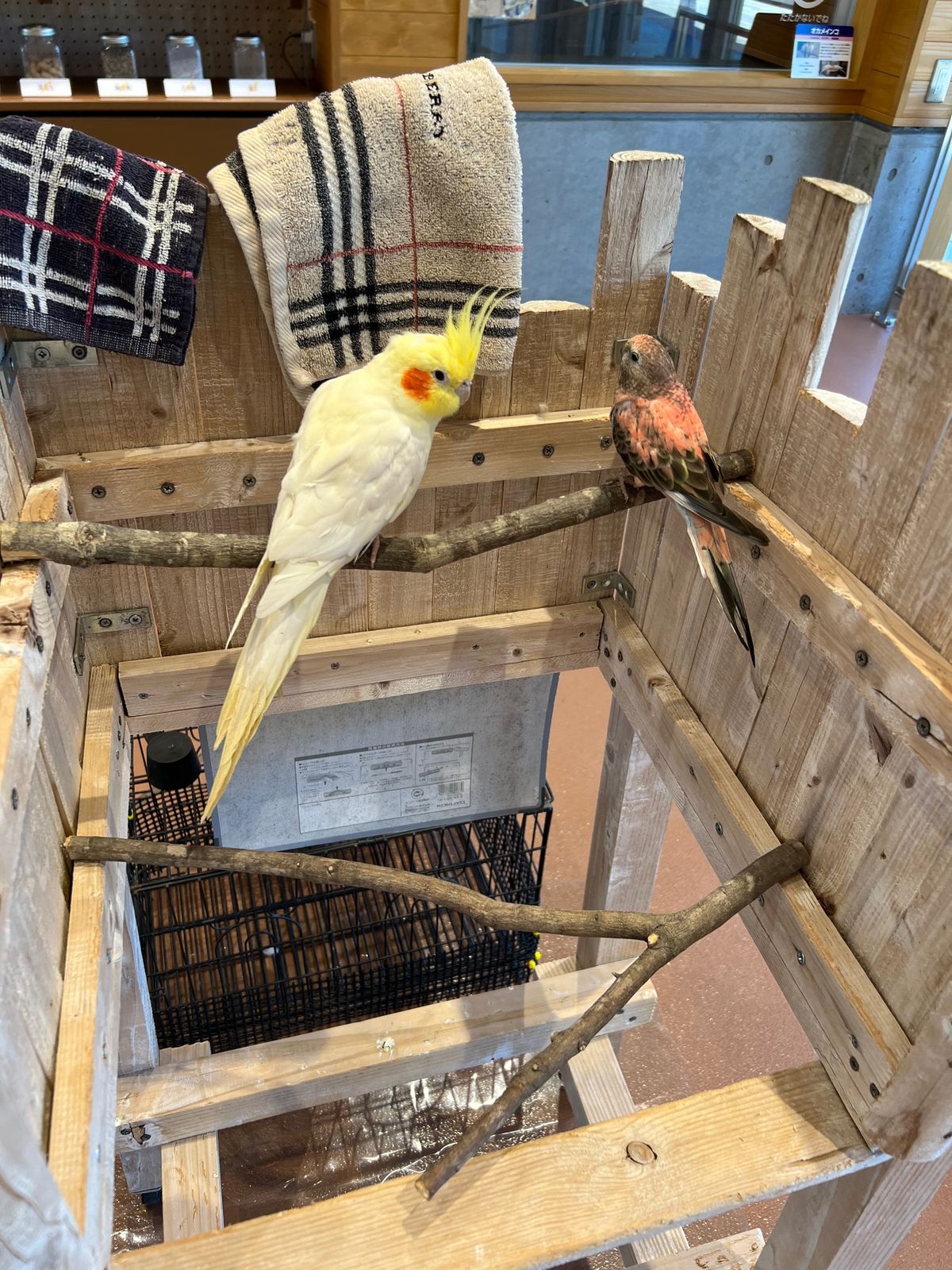 可愛すぎて癒しの極み😭

この種のオカメちゃんはハゲやすいらしくて
この子...