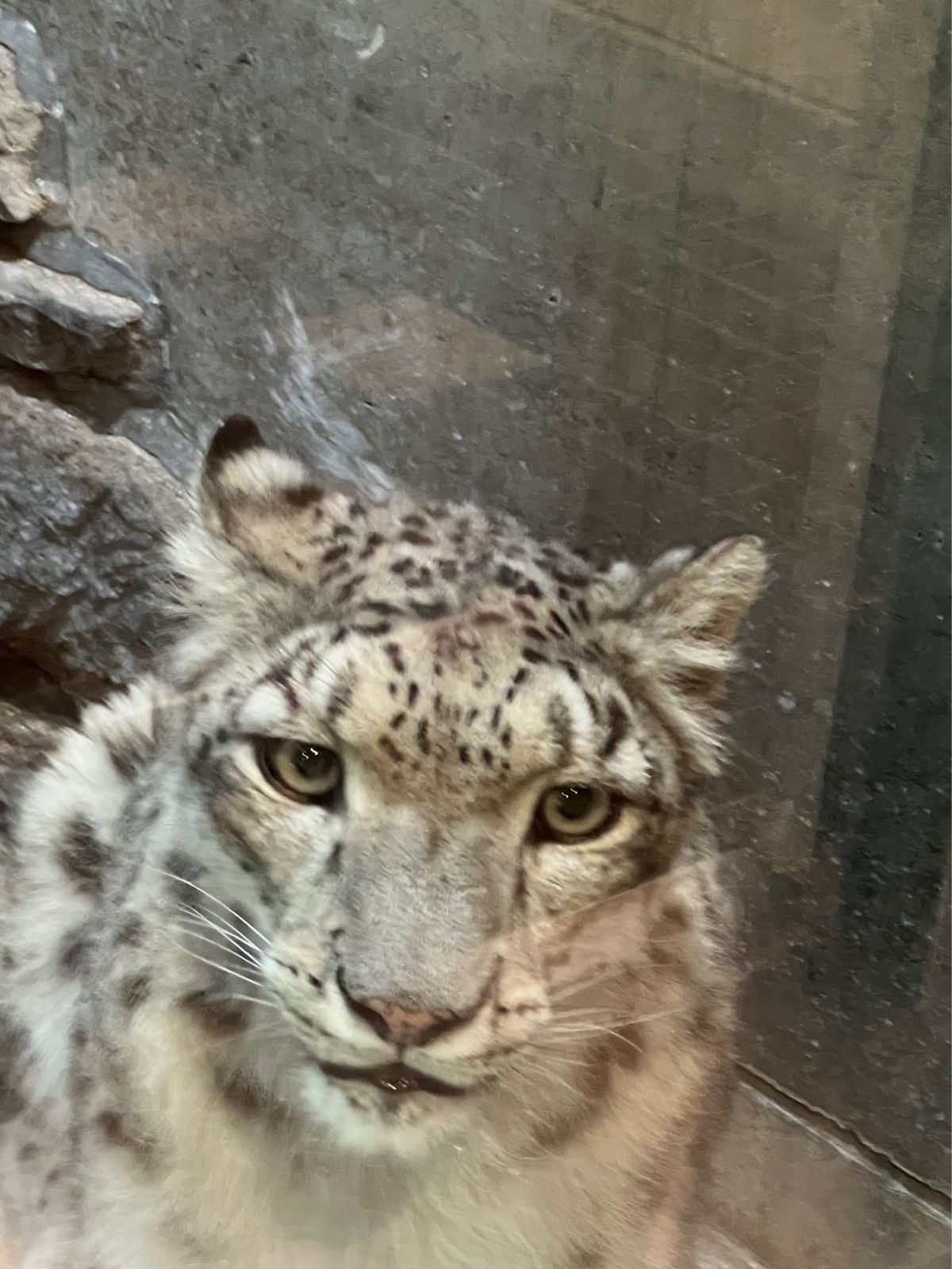 ユキヒョウちゃん

大きな猫ちゃんみたいに見える