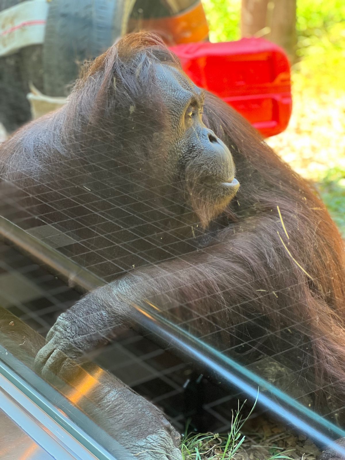 お口の中出したり引っ込めたりして遊ぶドーネさん😂