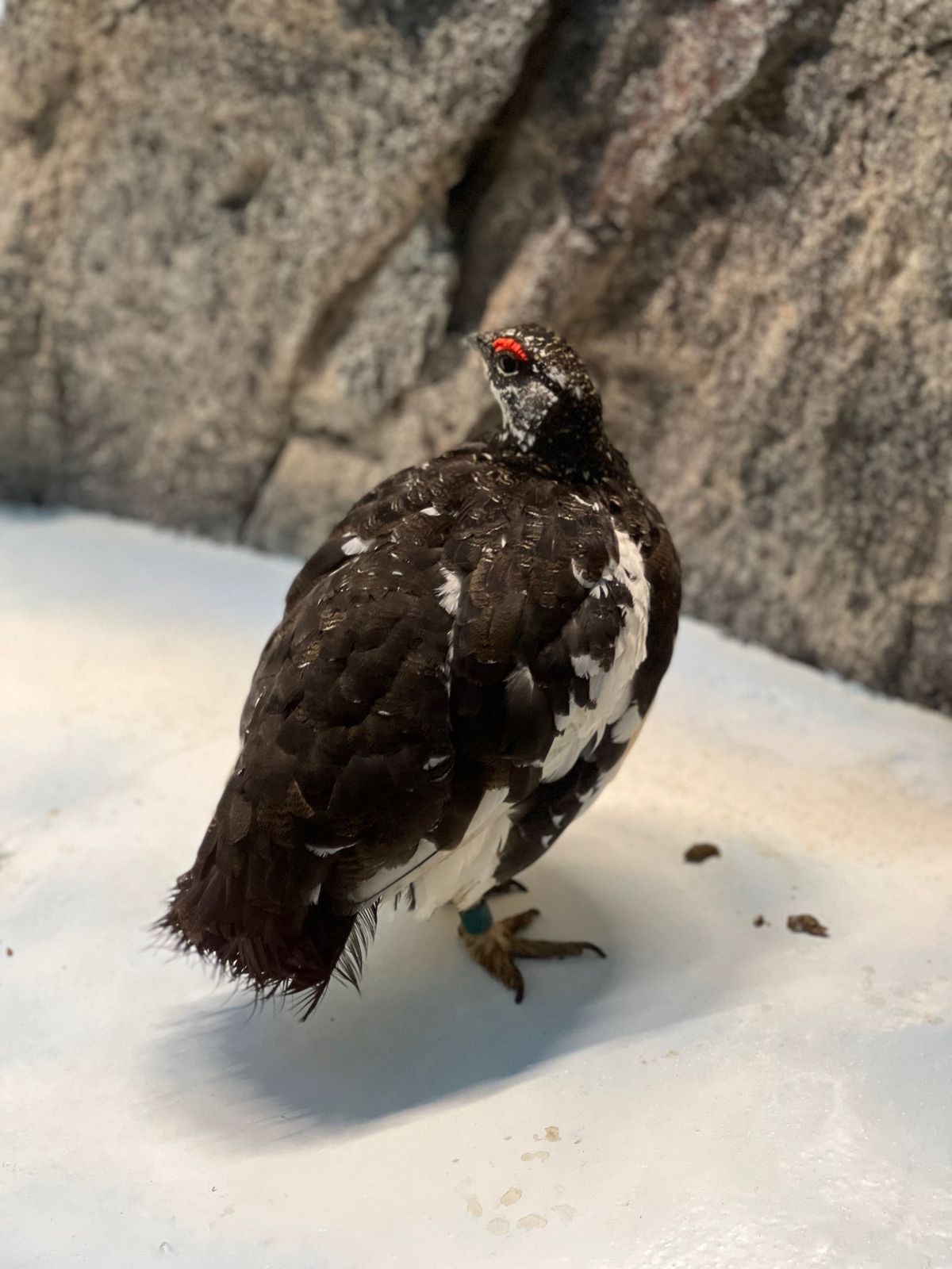 ライチョウ！
💩の解説細かい😂