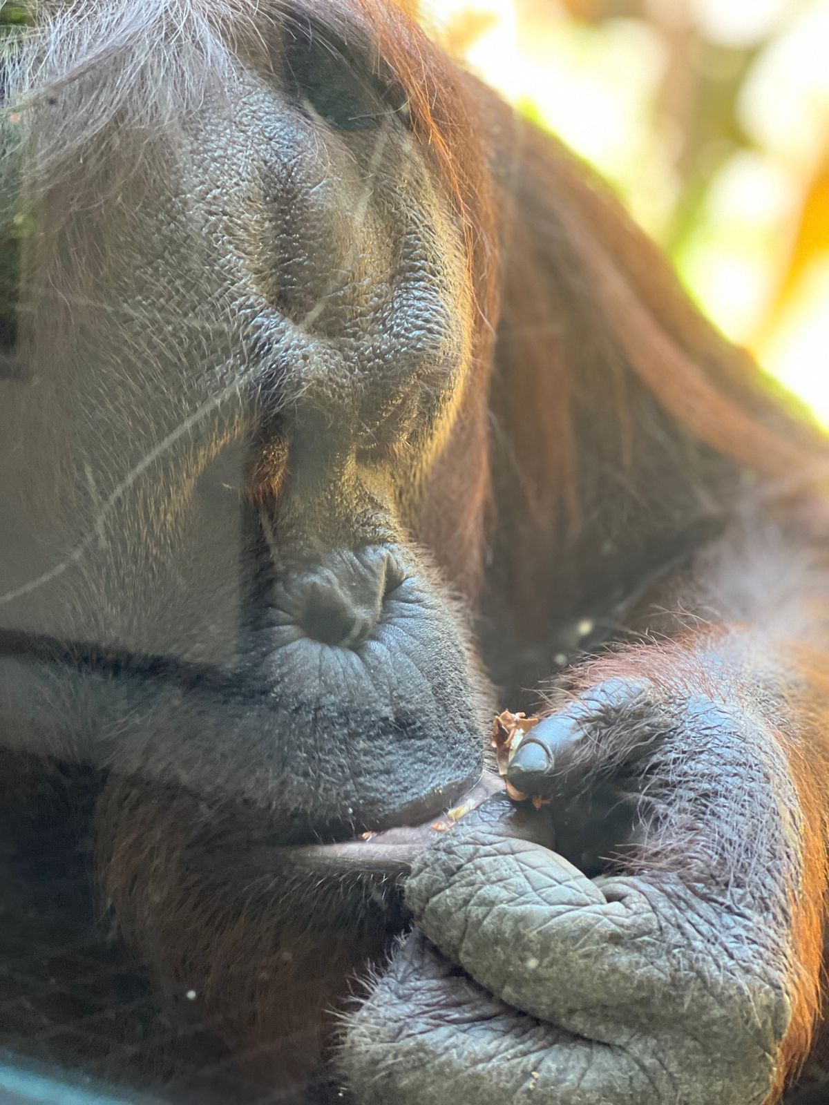 遠くの木陰で寝てたのに
こちらに気づくとわざわざ近づいて来てくれるドーネ
...