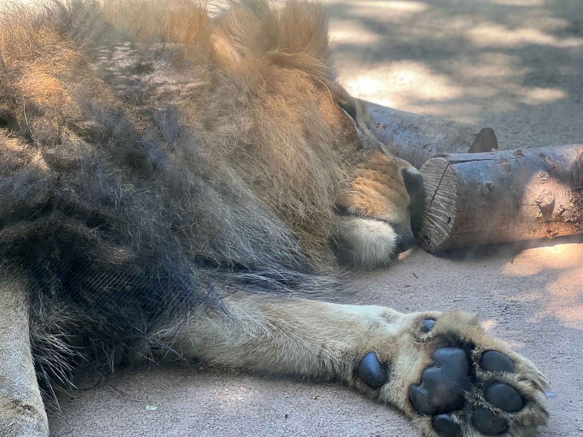 暑すぎて爆睡してた🦁