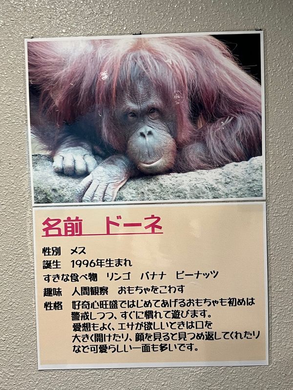 日本・金沢「金沢出張✈️」の写真：いしかわ動物園で一番可愛かったのがドーネ...