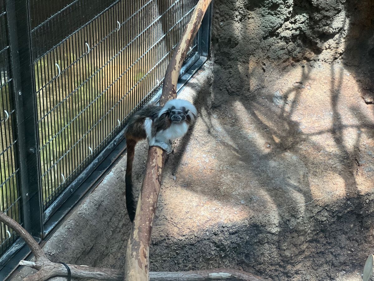 結構近くまで寄ってきてくれて可愛かった❤️